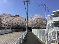 満開の桜2024
